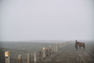 Man with horse standing at beach against sky during foggy weather