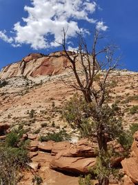 Low angle view of tree against sky