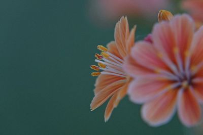 Close-up of orange flowering plant