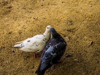 High angle view of pigeons on field