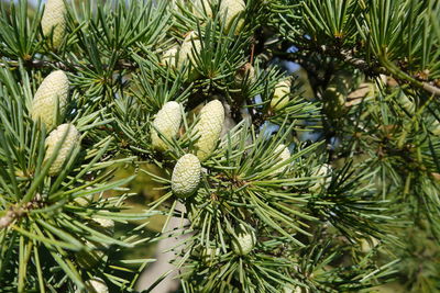 Close-up of pine tree