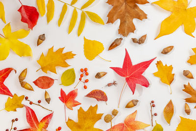 Close-up of leaves on white background