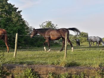 Horse standing in a field