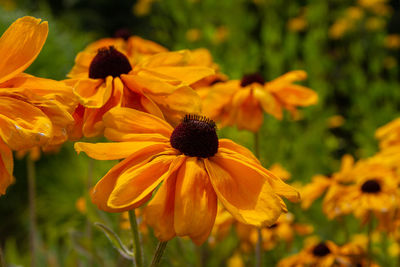 Close-up of yellow flowering plant