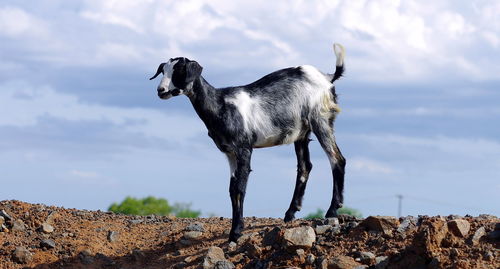 Dog standing on rock against sky