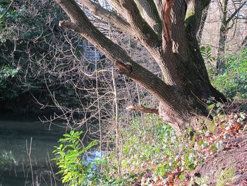 Close-up of spider web on tree