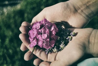 Close-up of hand holding flowers