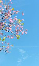 Low angle view of flowers blooming on tree