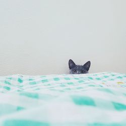 Close-up portrait of cat hiding behind bed