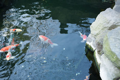 High angle view of koi carps swimming in pond