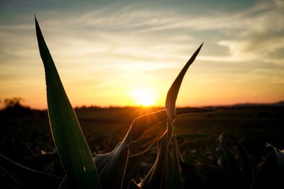 Close-up of silhouette plant on field against sky during sunset