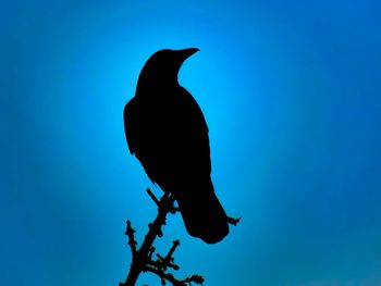Low angle view of silhouette bird against clear blue sky