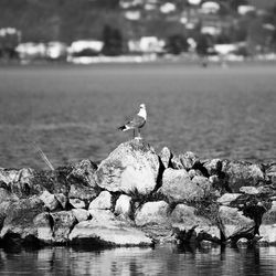 Seagulls perching on rock