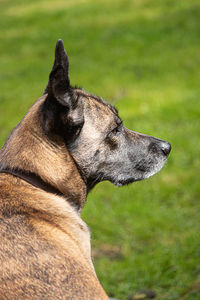 Close-up of a dog looking away