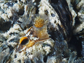 Close-up of fish in sea