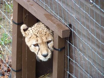 High angle view of cheetah at zoo