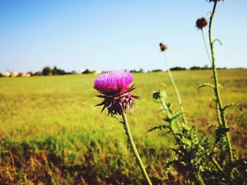 Close-up of purple flowering plant on field