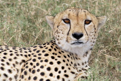 Portrait of cheetah relaxing on field