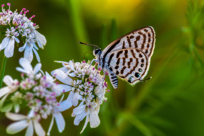 Close-up of butterfly pollinating on purple flower