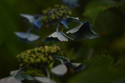 Close-up of purple flowers blooming outdoors