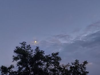 Low angle view of tree against sky