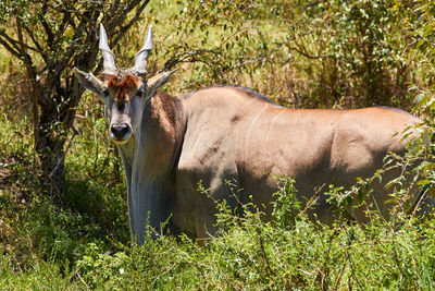 Portrait of horse in a forest