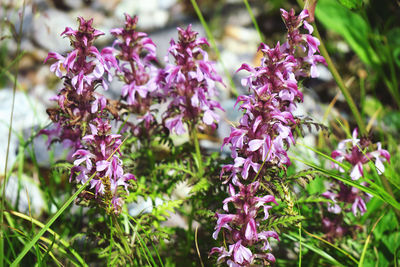 Close-up of pink flowering plants