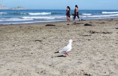 Low angle view of seagull on beach