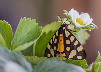 Close-up of butterfly pollinating flower