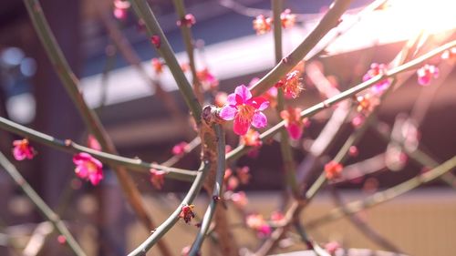 Close-up of pink flowers on branch