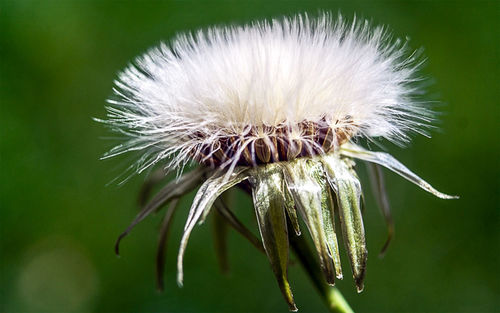 Close-up of wilted thistle