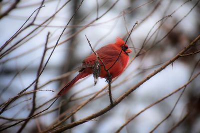 Close-up of a bird perching on branch