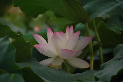 Close-up of pink lotus water lily