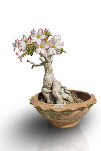 Close-up of potted plant on table against white background