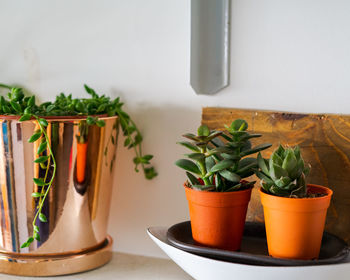 String of pearls in the pot and succulents, indoor plants, modern minimalist home.