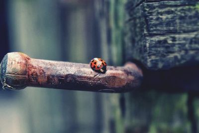 Close-up of ladybug on tree trunk