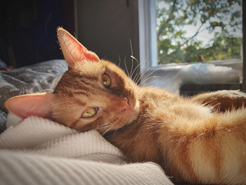 Close-up of cat resting