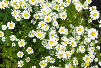 Blooming medicinal chamomile outdoors, selective focus. medical herb for treatment and care.