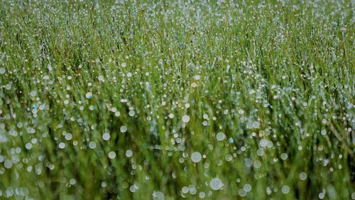 Full frame shot of wet grass