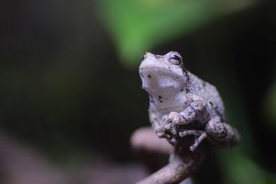 Close-up of frog