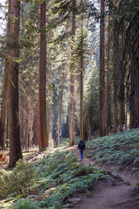 Rear view of man walking amidst trees in forest