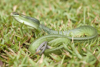 Close-up of lizard on land