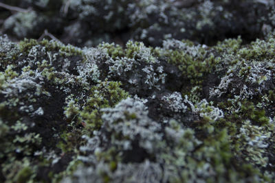 Full frame shot of snow covered moss