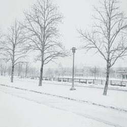 Bare trees on snow covered landscape