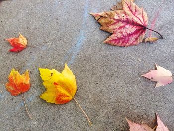 High angle view of autumn leaves