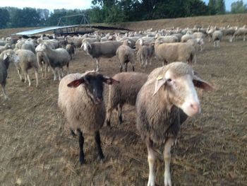 Sheep grazing on field