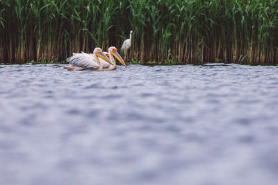 View of birds on the ground