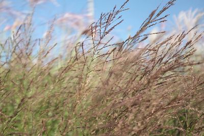 Close-up of plants growing in field