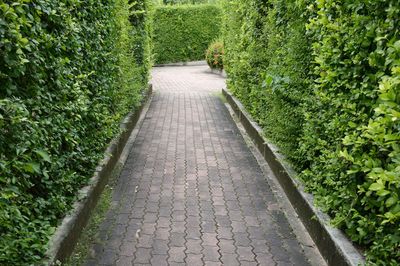 Footpath leading towards plants