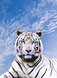 Close-up portrait of tiger against sky
